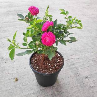 Saeedia plant hub Rose Plant