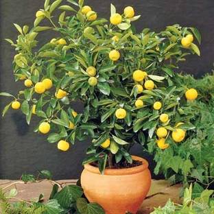 Saeedia plant hub Lemon Plant