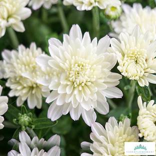 SeedsVille Chrysanthemum Opera White Mix German Breed 30+ Seeds Eco Pack, Home Garden Flower Plant Seed