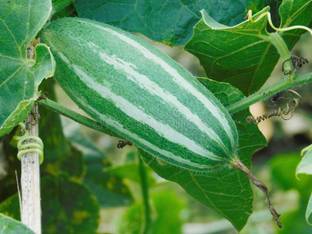 seedagro Pointed gourd - Parwal - Potol - Kambupudalai- 10pc pack Seed