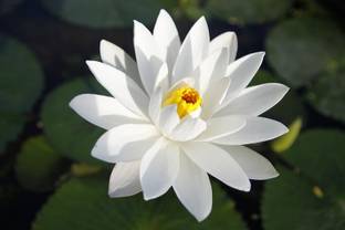 Flowerly Poulomi Lily Plant