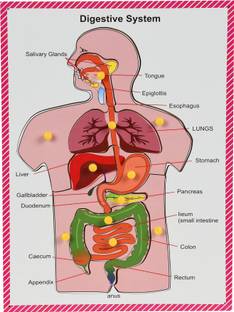 Ashmi Wooden Human Body Digestive System Tray Jigsaw Puzzle with knobs and Pictures Learning and Educational Toys for Kids Students Age 4 and above