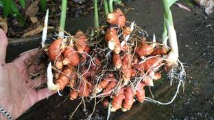 GreenHorizon Turmeric Plant