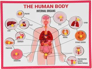GKids Wooden Part of Human Body Internal Organ with Knobs for Learning Educational Picture Puzzle Baord Best Gift for Kids, Perfect Learning Toys Age 3 and above
