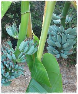 Bandaris Horticulture 45pcs Rare Blue Banana Musa Dwraf Plant Bonsai Gift Seed Price In India Buy Bandaris Horticulture 45pcs Rare Blue Banana Musa Dwraf Plant Bonsai Gift Seed Online At Flipkart Com