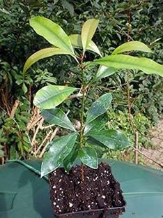 HERBALISM Clove Plant