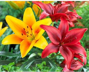 VIJAY GREENERY Lily Plant