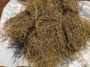 Dirghaanshi Dried Bhumi Amla,Bhoomi Amla,Phyllanthus Niruri,Jangli Amlai,Tamalaki,Bahupatra Seed