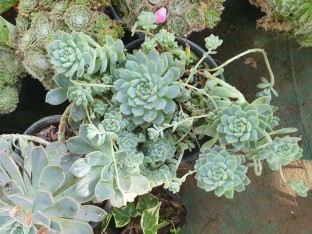 yanbirdfx Green Plants,100Pcs Rare Mix Lithops Seeds Living Stones Succulent Cactus Healthy Bulk Seed