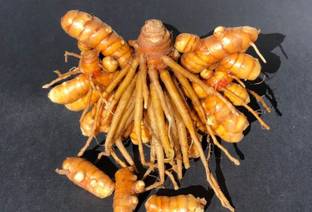 GreenHorizon Turmeric Plant