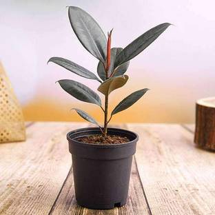 Saeedia plant hub Rubber Tree