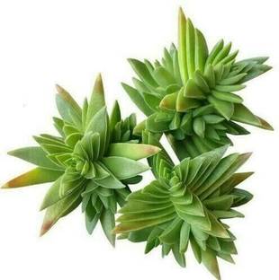 Srushtitraders Japanese Succulents Seeds Rare Indoor Flower Mini Cactus Seeds Seed