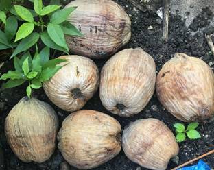 Srushtitraders Dwarf Coconut 10 Coconut Palm Tree SEED DWARF Seed