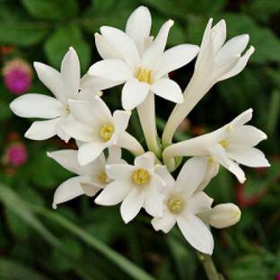 Ukanda Tuberose/Rajnigandha Plant