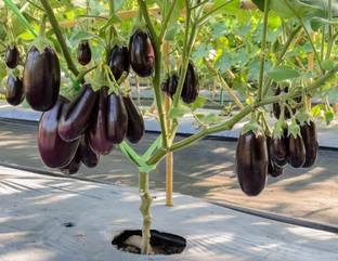 VIJAY GREENERY Brinjal