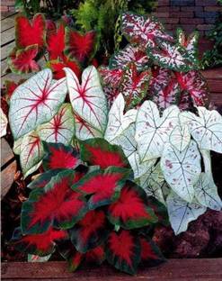 SIDDHI VINAYAK GALLERY Caladium Firechief Beautiful multicolour hybrid Leafy Plant Bulbs for Indoor Outdoor Home Gardening Seed