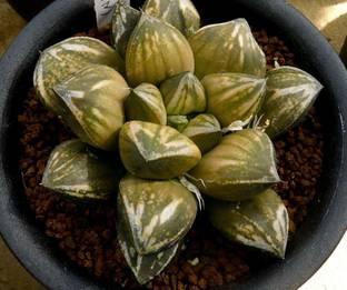 Srushtitraders Succulent - Haworthia 'golden ball' seeds Seed