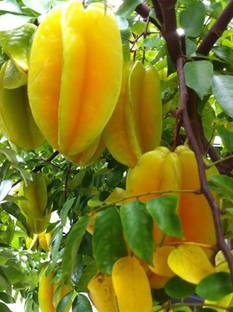 Cloud Farm Star Fruit Carambola Grafted Plant