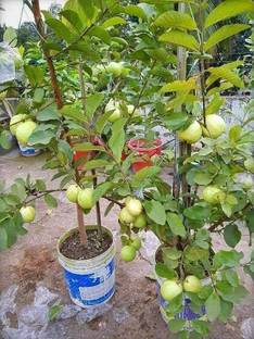 Cloud Farm Guava Plant