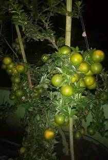 Corofitam Lemon Plant