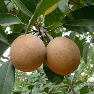 Grafted Calcutta Round Chiku Chiku Plant