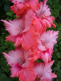 Cloud Farm Gladiolus/Sword Lily Plant