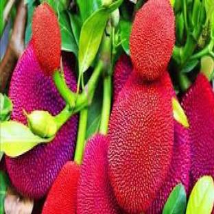 Fulmala Nursery Jack Fruit Plant