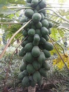 Grinian Papaya Plant