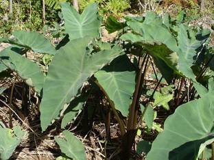 pb mandira plant Clove Plant