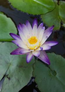 My Dream Nursery Lily Plant