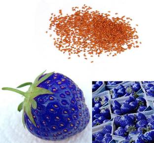 Sagarvanshi Rare Blue StrawBerry Fruit Seed Seed