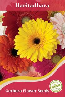 Haritadhara Gerbera Flower Seeds Seed