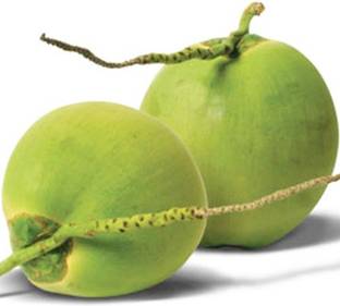 My Dream Nursery Coconut Plant