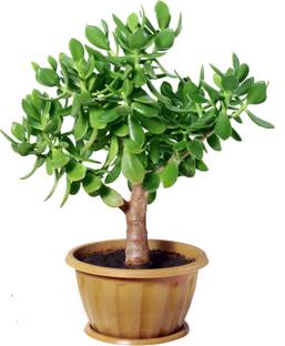 Grinian Crassula Plant
