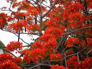 VIJAY GREENERY Heart Leaf Oxycardium Plant