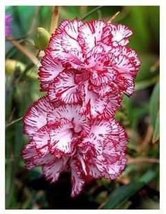 EVY Dianthus Plant