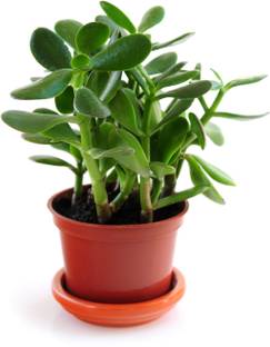 Grinian Crassula Plant