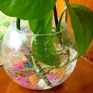 AGAMI crackle design Mercury Glass Clear Round Bowl, Rose Bowl Pot Vase for Flowers and plants, Home decoration, drawing room, office, Hotel decoration, Perfect for Marriage and house warming gifts Glass Vase