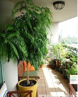 Heaven Of Saplings Curry Leaf Plant