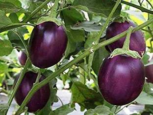 pagoda point Brinjal