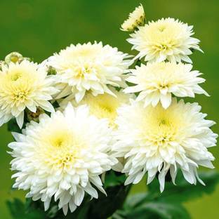 BHAJANLAL GREENERY Chrysanthemums/ Guldavari Plant