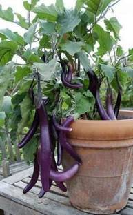 pagoda point Brinjal