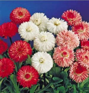 Pioneer Natural English Daisy, Lawn Daisy, Bellis perennis Double Mix Flower Seed