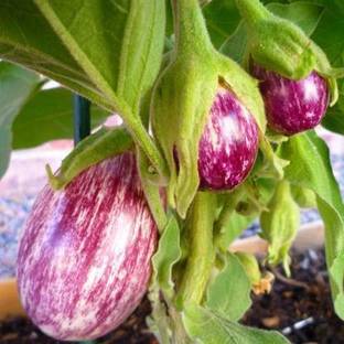 pagoda point Brinjal