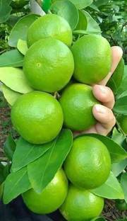 Cloud Farm Lemon Plant