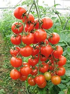 VIJAY GREENERY Tomato Plant