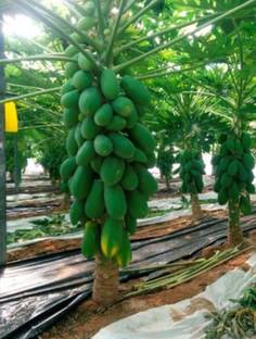 Grinian Papaya Plant