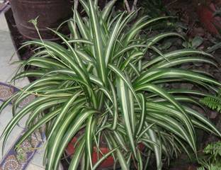 NATURE WISE YOU Spider Plant