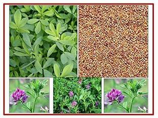 SM Exports Alfalfa/Lucerne/Kuthirai Masala Seeds - Pack of 250Grams. Seed