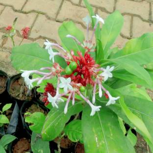 SHOP 360 GARDEN Sarpagandha, Rauvolfia Serpentina, Indian Snakeroot, Devil Pepper Wood Plant Seeds For Growing Seed
